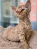 Photo №4. Je vais vendre devon rex en ville de Bremen. annonce privée, éleveur - prix - 500€