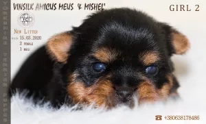 Photo №4. Je vais vendre yorkshire terrier en ville de Jytomyr. éleveur - prix - 543€