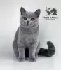 Photo №3. British Shorthair bleu. Biélorussie