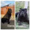 Photos supplémentaires: Chiots Cane Corso