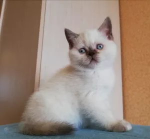 Photos supplémentaires: Chatons écossais avec pedigrees et vaccinations