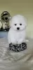 Photo №1. bichon à poil frisé - à vendre en ville de Khmelnitsky | 1350€ | Annonce №48768