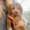 Photo №1. labradoodle - à vendre en ville de Lajosmizse | 350€ | Annonce №65071