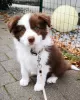 Photo №4. Je vais vendre border collie en ville de Lublica. annonce privée - prix - 850€