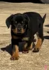 Photo №1. rottweiler - à vendre en ville de Bakersfield | 615€ | Annonce №50499