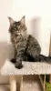 Photo №1. maine coon - à vendre en ville de Tolyatti | 1154€ | Annonce № 23866