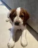 Photo №1. welsh springer spaniel - à vendre en ville de Vilnius | négocié | Annonce №94426