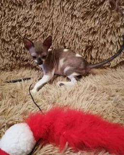 Photo №1. cornish rex - à vendre en ville de Москва | 244€ | Annonce № 2048