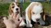 Photo №1. beagle - à vendre en ville de Berlin | 404€ | Annonce №128460