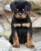 Photo №1. rottweiler - à vendre en ville de Bucharest | négocié | Annonce №117570