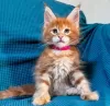 Photo №2 de l'annonce № 116315 de la vente maine coon - acheter à Suisse annonce privée