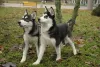 Photos supplémentaires: 2 filles husky à vendre