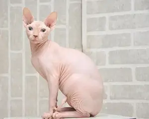 Photo №1. sphynx - à vendre en ville de Minsk | 903€ | Annonce № 782