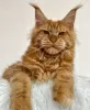 Photo №1. maine coon - à vendre en ville de Berlin | 300€ | Annonce № 103701