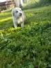 Photo №3. Chiot border collie. Pologne