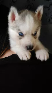 Photo №4. Je vais vendre husky de sibérie en ville de Торосово. éleveur - prix - 218€