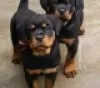 Photo №1. rottweiler - à vendre en ville de Blankenberge | 250€ | Annonce №120199