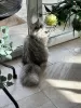 Photo №3. Saillie persan chinchilla silver en Suisse