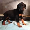 Photo №1. dobermann - à vendre en ville de Vilnius | négocié | Annonce №91617