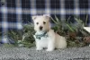 Photo №3. Superbes chiots West Highland Terrier PRÊT MAINTENANT !!. Allemagne