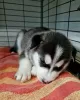 Photo №2 de l'annonce № 112312 de la vente husky de sibérie - acheter à USA annonce privée