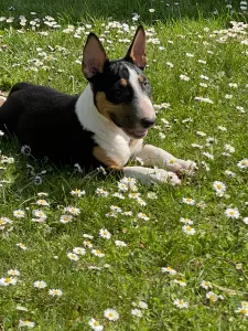 Photos supplémentaires: Superbe chienne mini-taureau à vendre