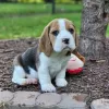 Photo №1. beagle - à vendre en ville de Bremen | 531€ | Annonce №128330