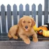 Photo №1. golden retriever - à vendre en ville de Ins | 200€ | Annonce №129270