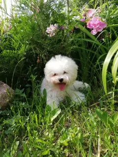 Photo №1. bichon à poil frisé - à vendre en ville de Minsk | 631€ | Annonce №4223