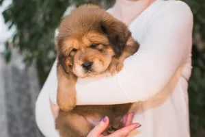 Photo №2 de l'annonce № 5811 de la vente dogue du tibet - acheter à Fédération de Russie annonce privée