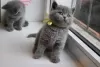 Photo №1. british shorthair - à vendre en ville de Герона | 350€ | Annonce № 126534