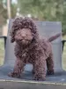 Photo №1. labradoodle - à vendre en ville de Tula | 3696€ | Annonce №114610