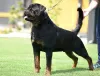 Photos supplémentaires: Chiots Rottweiler, portée supérieure