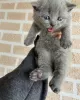 Photo №1. scottish fold - à vendre en ville de Гархинг | 250€ | Annonce № 30008