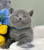 Photo №1. british shorthair - à vendre en ville de Denver | 189€ | Annonce № 118027