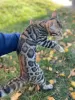 Photos supplémentaires: Superbe bengal en élevage