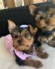 Photo №1. yorkshire terrier - à vendre en ville de Berlin | 227€ | Annonce №42917