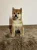 Photo №3. Chiots Shiba Inu. Serbie