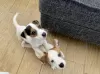 Photo №3. Chiots Jack Russel disponibles pour une nouvelle maison.. La finlande