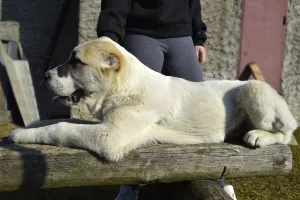 Photos supplémentaires: Vente de chiots du chien de berger d'Asie centrale (Alabai).