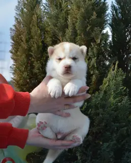 Photos supplémentaires: Les chiots Husky de Sibérie sont offerts pour réserver