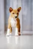 Photo №4. Je vais vendre basenji en ville de Bielsko-Biała. éleveur - prix - 1500€