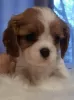 Photo №1. cavalier king charles spaniel - à vendre en ville de Daugavpils | 1200€ | Annonce №97025