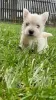 Photos supplémentaires: Chiots West Highland White Terrier