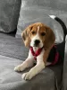 Photo №1. beagle - à vendre en ville de Cracovie | 239€ | Annonce №123066