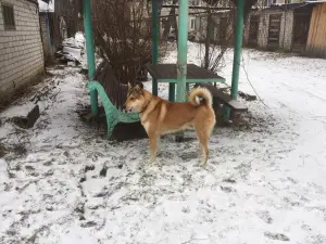 Photos supplémentaires: Je vais vendre des chiots du husky de Sibérie occidentale de parents qui