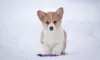 Photo №1. welsh corgi - à vendre en ville de Москва | 123€ | Annonce №83467