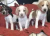 Photo №1. beagle - à vendre en ville de Magdeburg | Gratuit | Annonce №101842