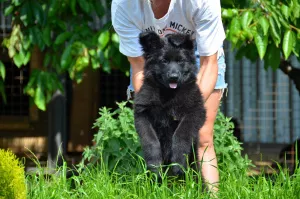 Photo №3. garçon et fille, chiens de berger allemands, à poil long, KSU / FCI, marque,. Ukraine