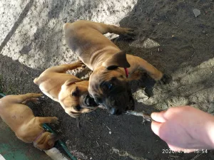 Photo №2 de l'annonce № 6353 de la vente boerboel - acheter à Ukraine annonce privée